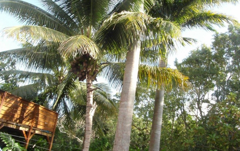 Location de vacances - Chambre d'hôtes à Sainte-Anne - le jardin palmier et noix de coco