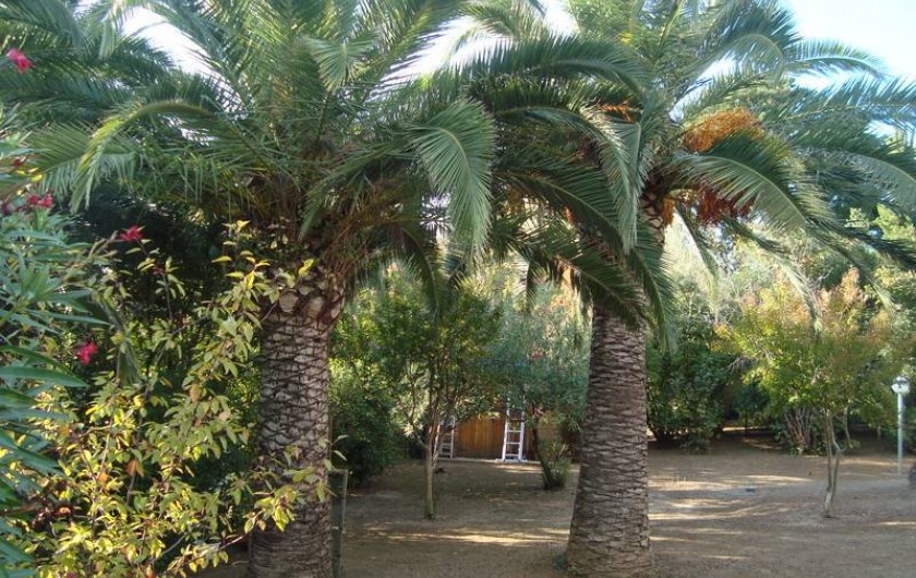 Location de vacances - Villa à Saint-Florent - jardin