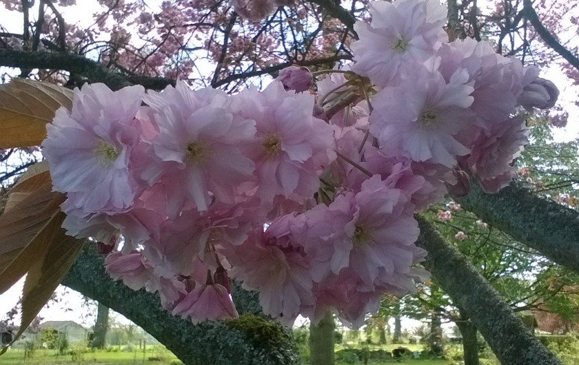 Location de vacances - Chambre d'hôtes à Bois-Guilbert - fleurs de prunus