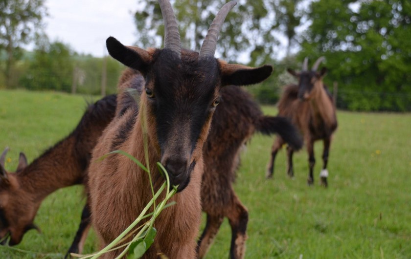 Location de vacances - Chambre d'hôtes à Bois-Guilbert - Ecopaturage grâce à nos 3 chèvres 
