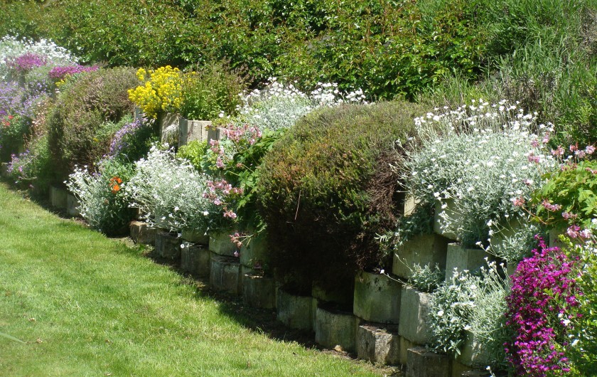 Location de vacances - Gîte à Arromanches-les-Bains - fleurs vivaces