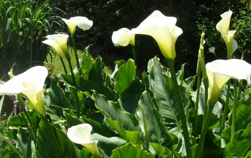 Location de vacances - Gîte à Arromanches-les-Bains - arum