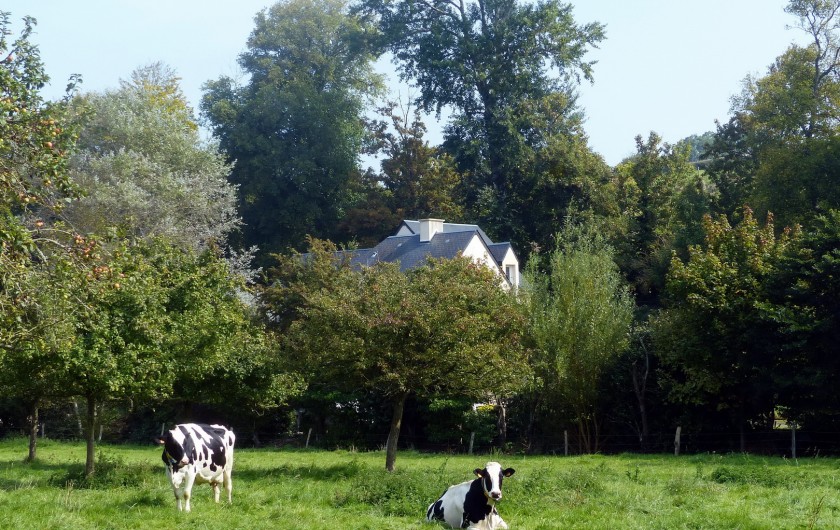 Location de vacances - Gîte à Arromanches-les-Bains - les vaches à côté de la maison