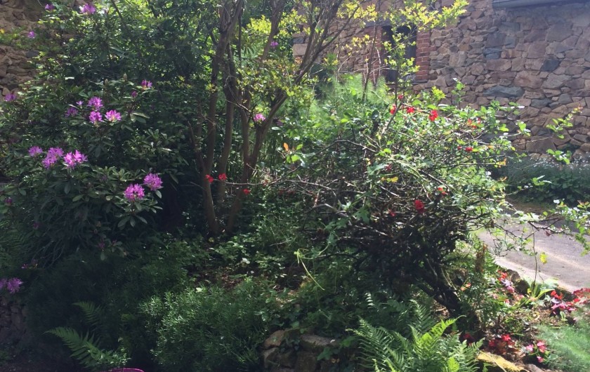 Location de vacances - Gîte à Laguenne - Les premiers Rhododendrons : ce n'est qu'un début !!!
