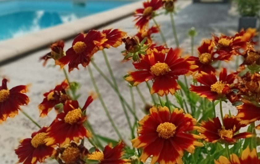 Location de vacances - Gîte à L'Isle-sur-la-Sorgue - Plage de la piscine