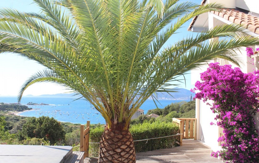 Location de vacances - Chambre d'hôtes à Porticcio - Espace SPA sous les palmes et les fleurs du bougainvillier