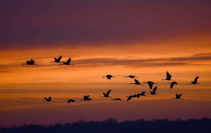 Location de vacances - Villa à Écollemont - Printemps et Automne des milliers d'oiseaux migrateurs.