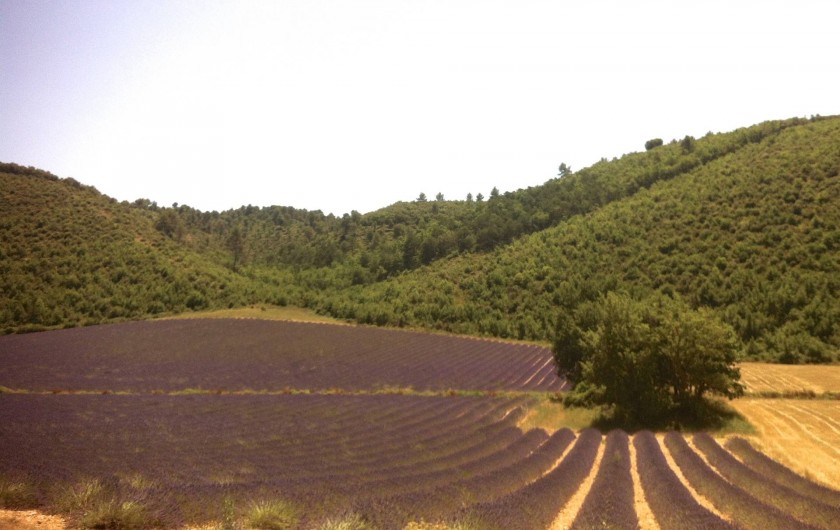 Location de vacances - Studio à Aix-en-Provence - à quelques kilomètres les champs de lavande de Valensole