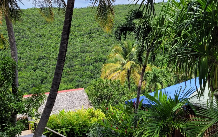 Location de vacances - Bungalow - Mobilhome à Deshaies - Vue sur la forêt tropicale et le jardin exotique du Domaine