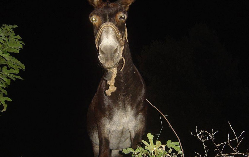 Location de vacances - Maison - Villa à Rapale - Un âne corse noctenbule