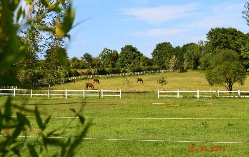Location de vacances - Gîte à La Baconnière - Vue extérieure avec chevaux