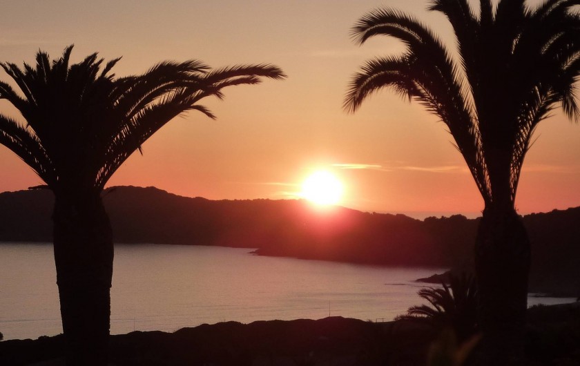 Location de vacances - Villa à Cargèse - coucher de soleil entre les palmiers