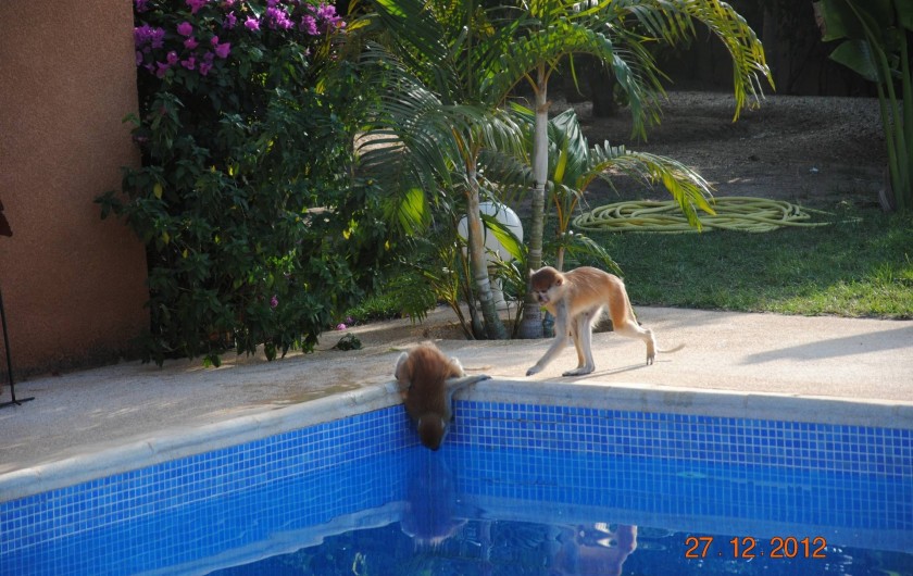 Location de vacances - Maison - Villa à Nianing - Quand les singes  nous rendent visite! Mais sont très peureux!