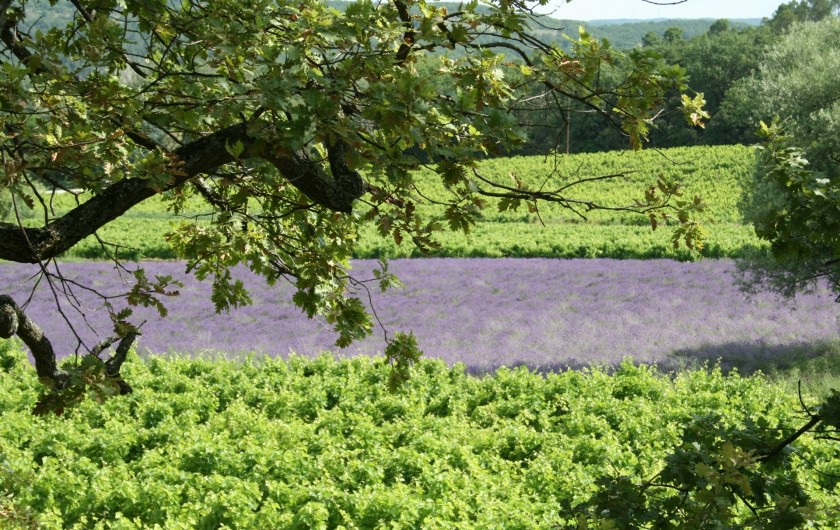 Location de vacances - Mas à Chantemerle-lès-Grignan - vignes et lavandes
