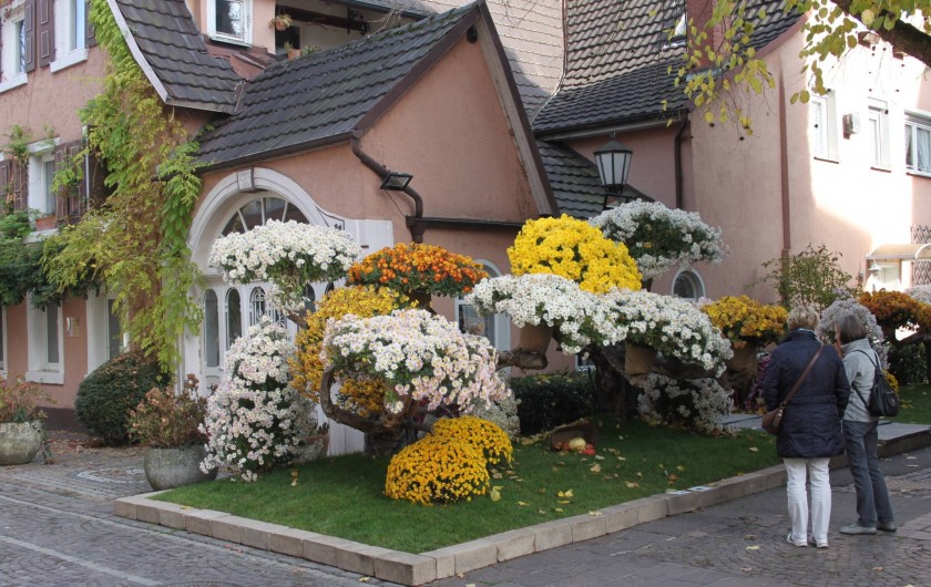 Location de vacances - Gîte à Nothalten - La fête des chrysantèmes à Lahr en Allemagne