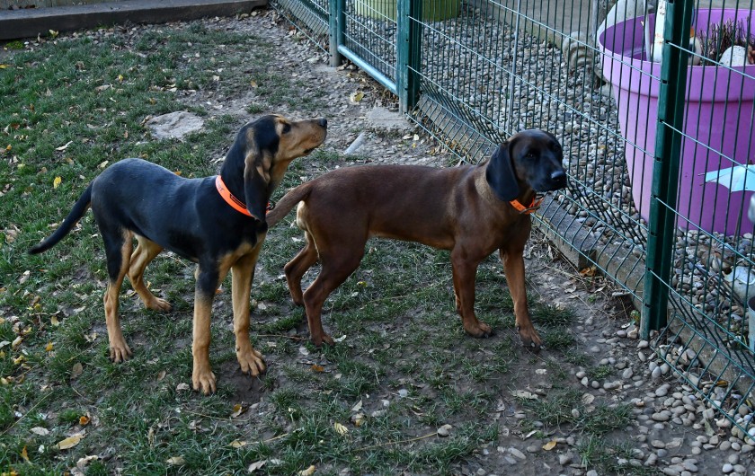 Location de vacances - Gîte à Bergheim