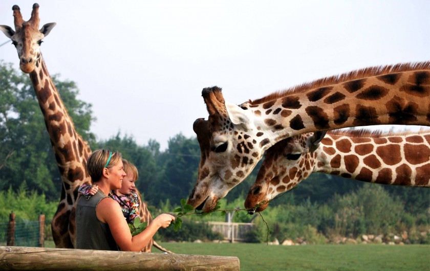 Location de vacances - Insolite à Hermival-les-Vaux - Safari Girafes