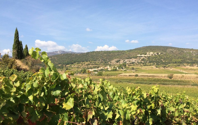 Location de vacances - Gîte à Montpeyroux - entouré de vignoble