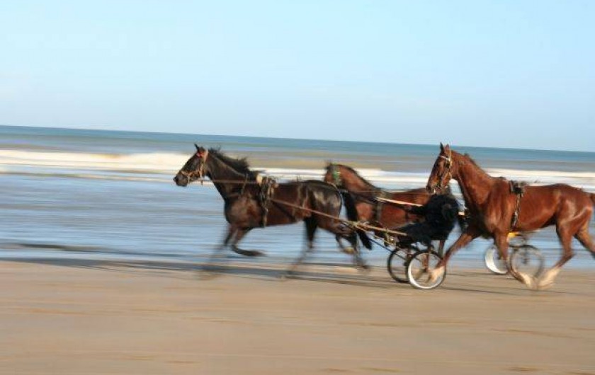 Location de vacances - Appartement à Cabourg - chevaux sur la plage