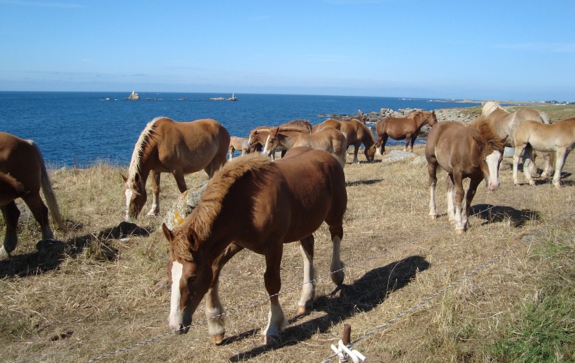 Location de vacances - Gîte à Brélès - Les chevaux de trait sur la route touristique le long de la côte sauvage.