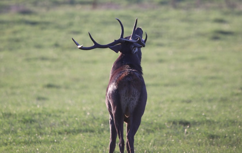 Location de vacances - Gîte à Allanche