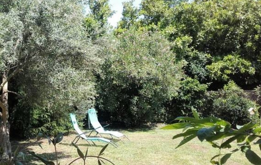 Location de vacances - Appartement à Santa-Lucia-di-Moriani - Jardin avec Olivier