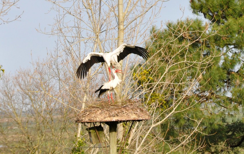 Location de vacances - Gîte à La Gripperie-Saint-Symphorien - Nid de cigognes sur la propriété