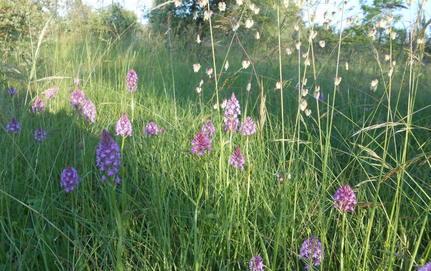 Location de vacances - Bungalow - Mobilhome à Le Buisson-de-Cadouin - Orchidées dans le champs autour des bingalows