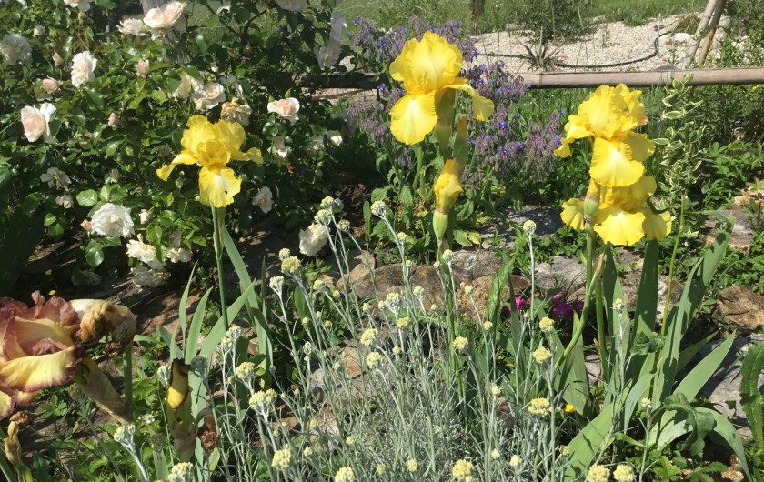 Location de vacances - Gîte à Lendou-en-Quercy - iris à grande fleurs des jardins