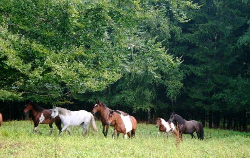 Location de vacances - Gîte à Saint-Maurice-sur-Moselle - les poneys du Centre hippique