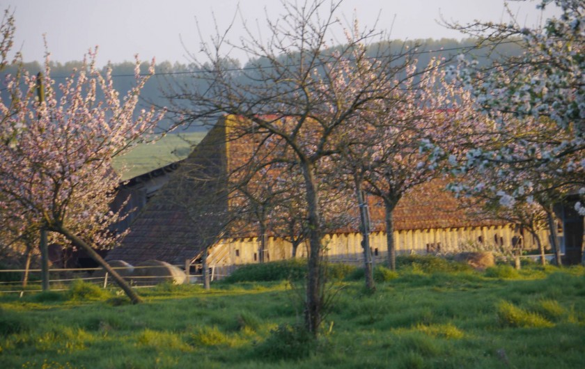 Location de vacances - Gîte à Victot-Pontfol - les pommiers en fleurs