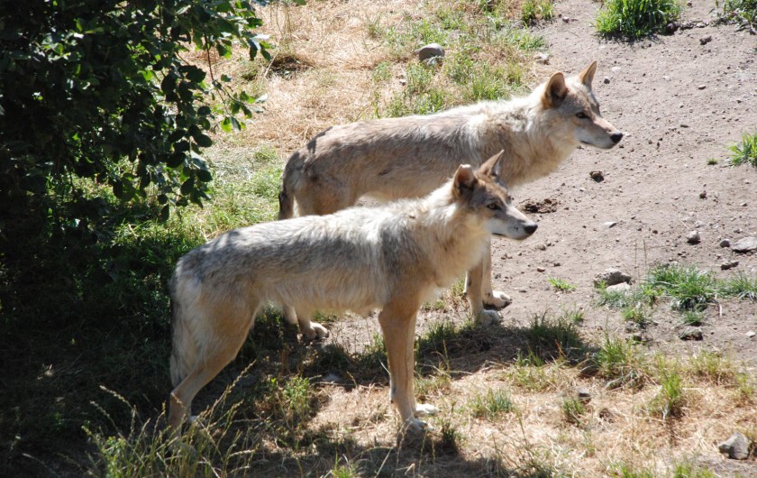 Location de vacances - Chalet à Blavignac - Au pays de la Bête! Le parc des Loups du GEVAUDAN