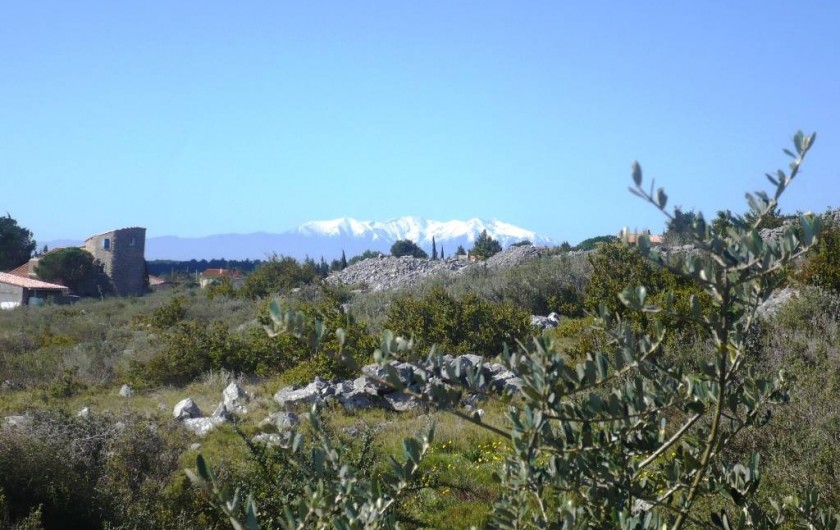 Location de vacances - Maison - Villa à Opoul-Périllos - vue sur le Canigou à 100 m au dessus de la maison