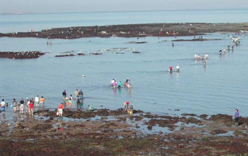 Location de vacances - Villa à Piriac-sur-Mer - SN'oubliez pas la pêche aux coquillages et crustacés lors grandes marée