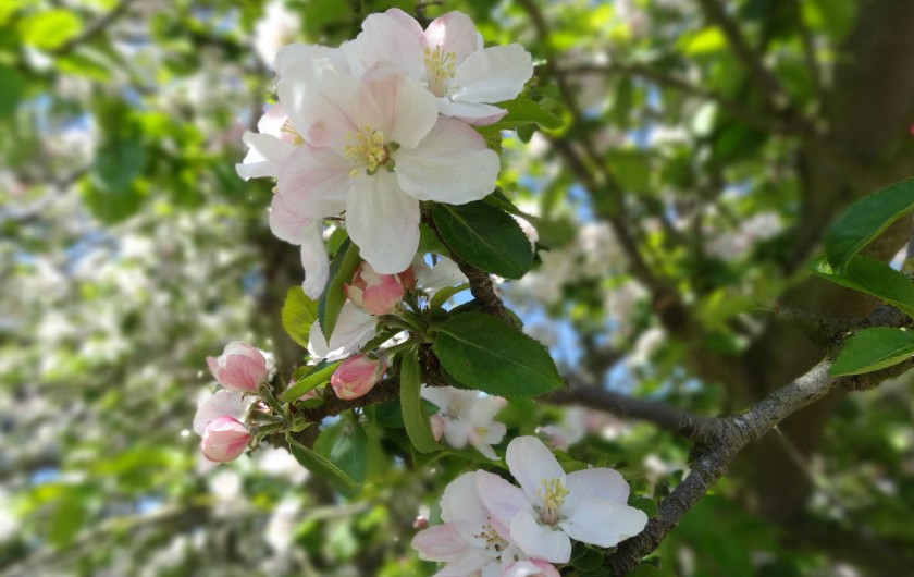Location de vacances - Gîte à Paluel - Fleurs de pommiers au mois d'avril