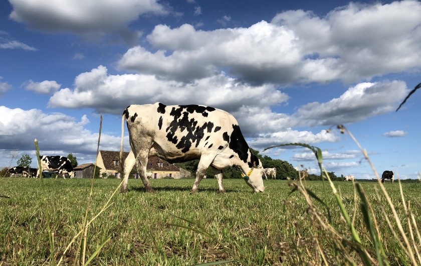 Location de vacances - Chambre d'hôtes à Saint-Avit-Sénieur - Vache sur l'exploitation laitière