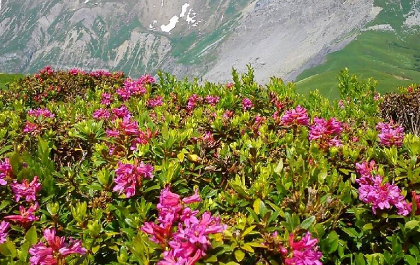 Location de vacances - Villa à Sallanches - fleurs de montagnes