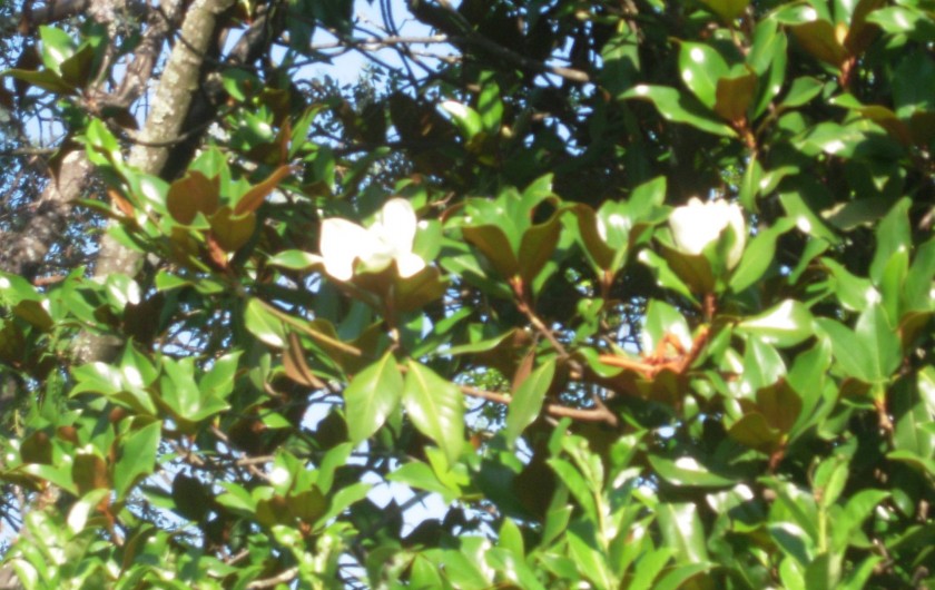 Location de vacances - Maison - Villa à Vallon-Pont-d'Arc - le magnolia en fleurs en juin