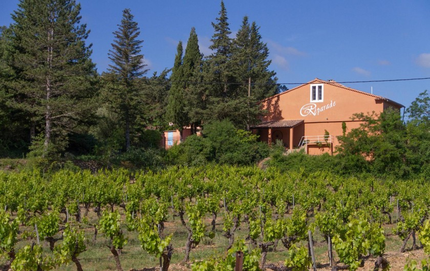 Location de vacances - Gîte à Chateauvert - Les vignes à l'entrée