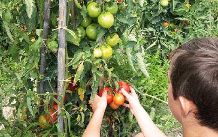 Location de vacances - Appartement à Le Bar-sur-Loup - NOS VACANCIERS SE REGALENT DE NOS LEGUMES