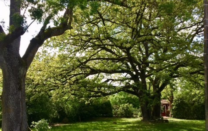 Location de vacances - Maison - Villa à Mirannes - Jardin et arbre centenaire
