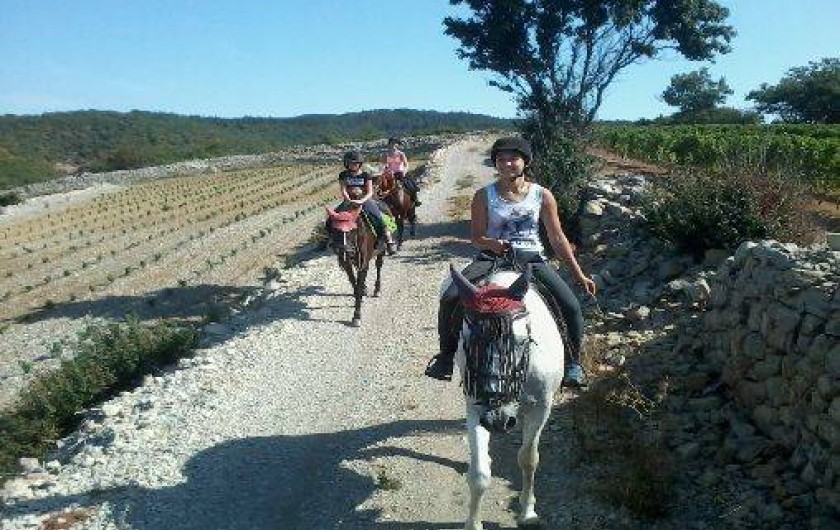 Location de vacances - Gîte à Saint-Maurice-d'Ibie - Balade à cheval dans les vignes