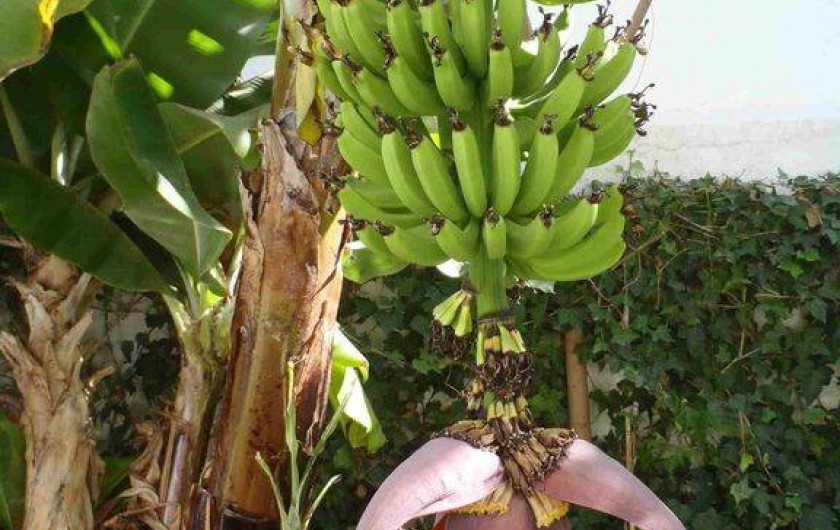 Location de vacances - Villa à El Jadida - Le bananier du jardin