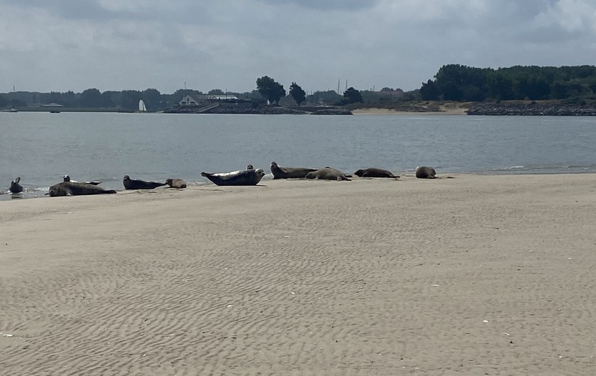 Location de vacances - Studio à Le Touquet-Paris-Plage