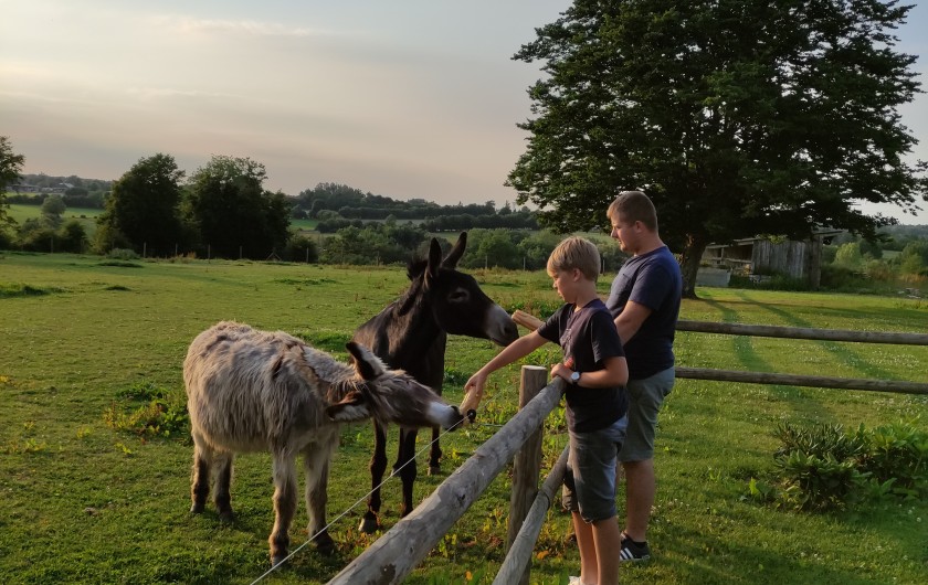 Location de vacances - Gîte à Anor - Vanille et Troubadour : les ânes du gite