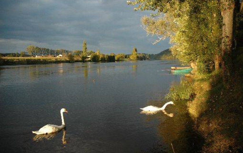 Location de vacances - Gîte à Badefols-sur-Dordogne - Vie sauvage de la rivière