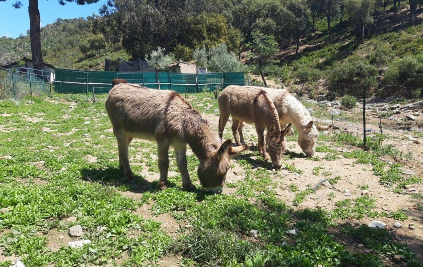 Location de vacances - Mas à Sainte-Maxime - les ânes
