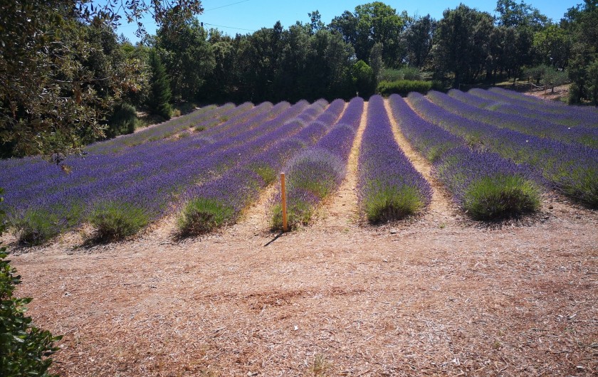 Location de vacances - Gîte à Tharaux - Symbole de la Provence : les champs de lavandes
