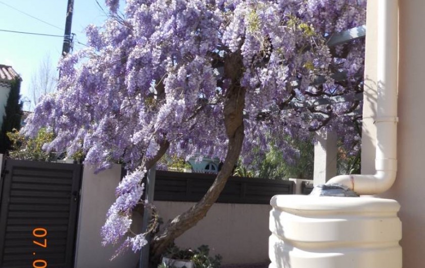 Location de vacances - Villa à Argelès Plage - porte d'entrée avec floraison de la glycine