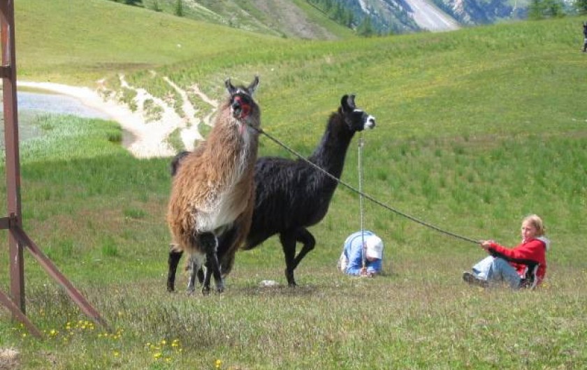 Location de vacances - Hôtel - Auberge à Névache - Nos lamas : compagnons infatigables de vos plus belle randonnées ...